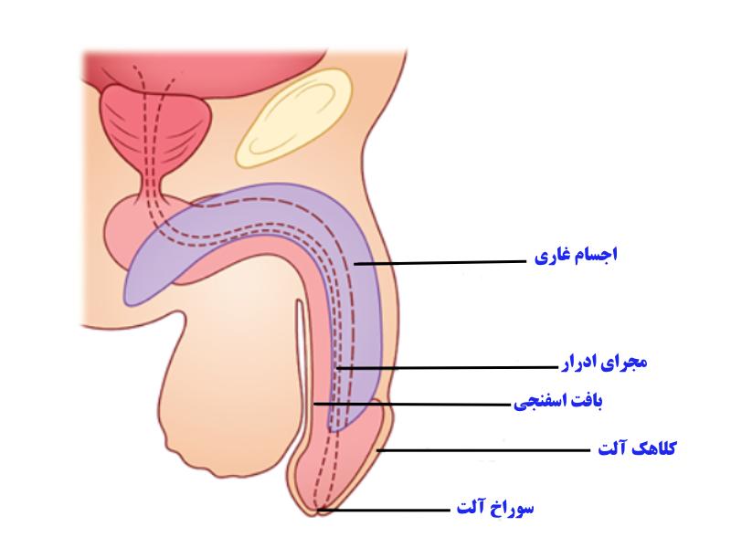 آناتومی آلت تناسلی