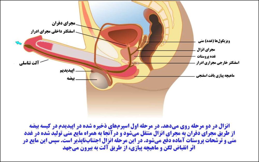 مکانیسم انزال در درمان زود انزالی با حنا