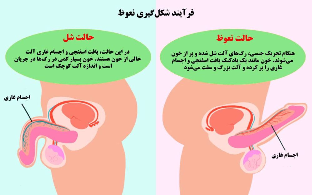 فرآیند شکل گیری نعوظ